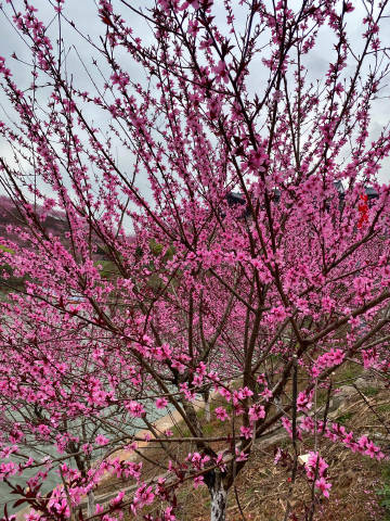 桃花缘官方客户端桃色三国手游所有妃子免费版-第2张图片-太平洋在线下载