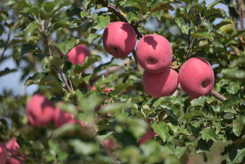 小苹果陕北喝酒版(陕西小苹果叫什么水果)-第4张图片-有道翻译官网 小苹果陕北喝酒版(陕西小苹果叫什么水果)-第4张图片-有道翻译官网